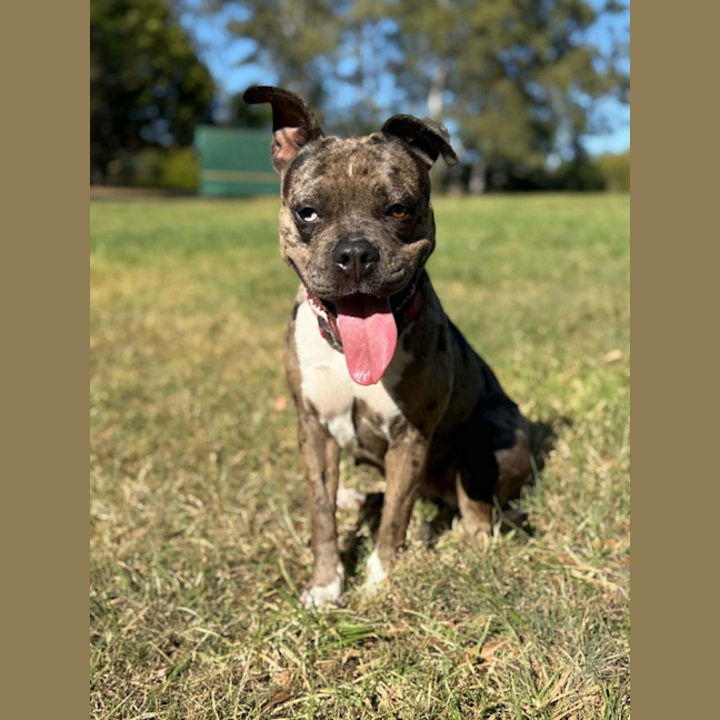 Photo of Koda