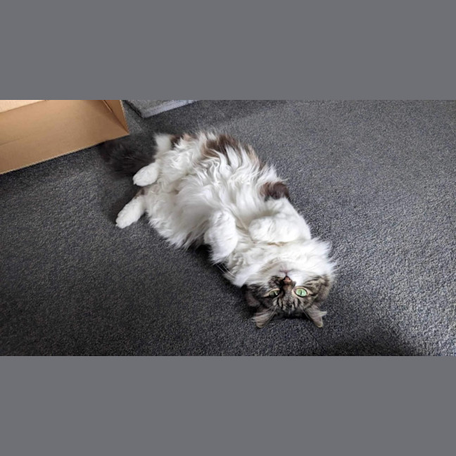 Photo of Jeannie! 😻