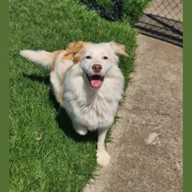 Photo of Indy
