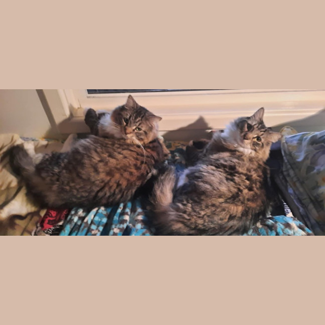 Photo of Milo & Otis