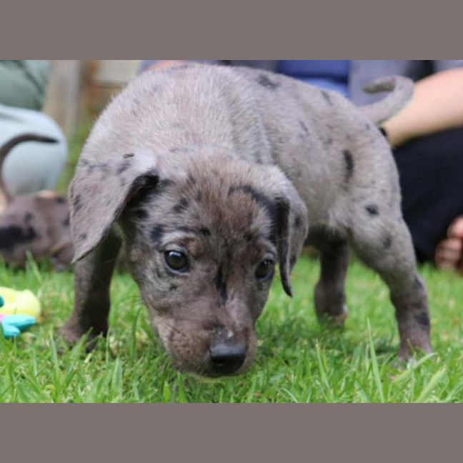 Photo of Pete ~ 10 Week Old, Male, Koolie X Labrador Puppy