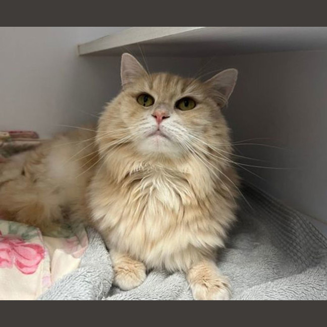 Photo of Marshmallow