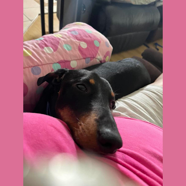 Photo of Mackie   The Happy Go Lucky Puppy