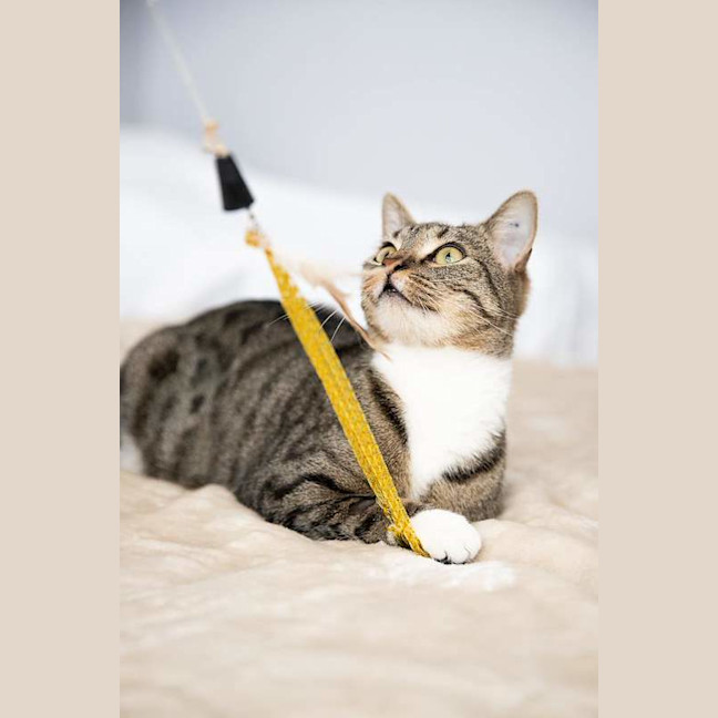 Photo of Nala