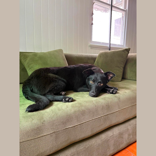 Photo of Badger *$350 Adoption Fee*