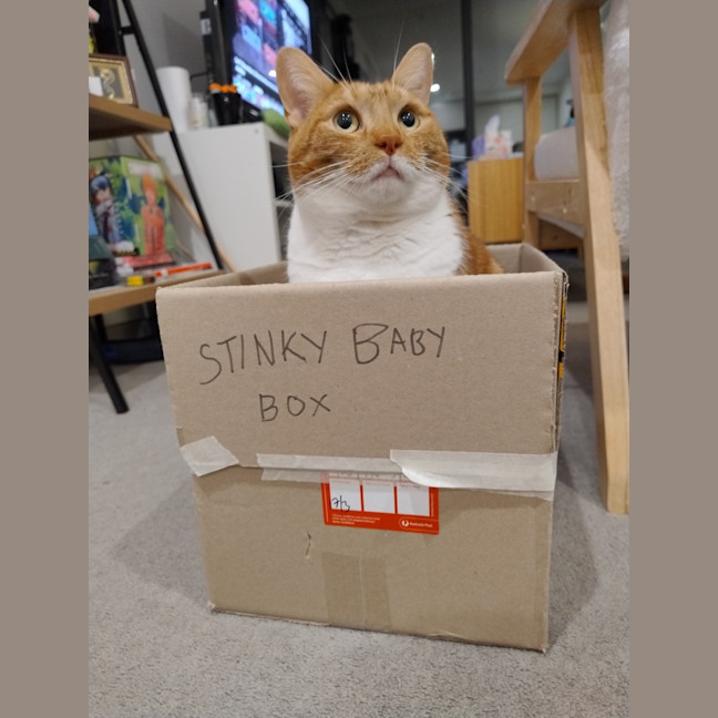Photo of Ginger   Serious Ginger Energy 🧡