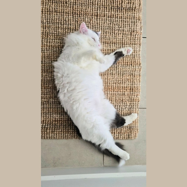 Photo of Walter 