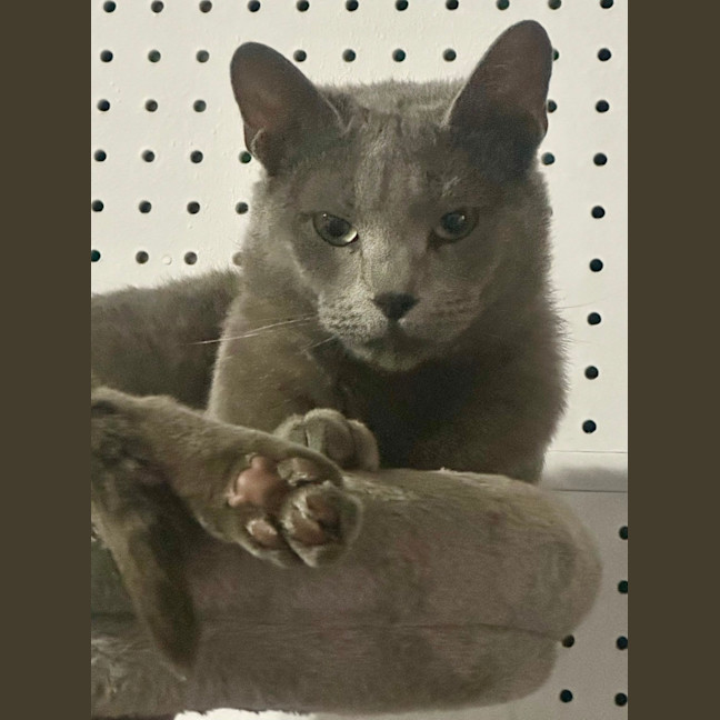 Photo of Sterling 😻🧵🧶