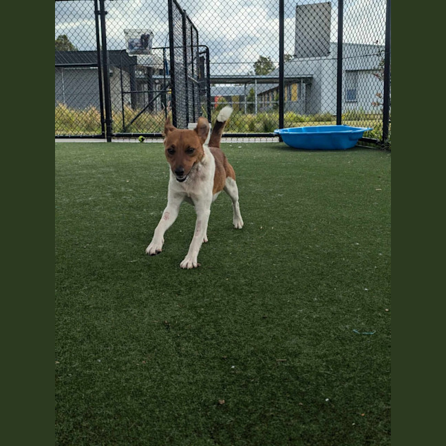 Photo of Roscoe Imp 2038