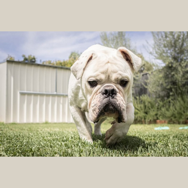 Photo of Stormin Normin