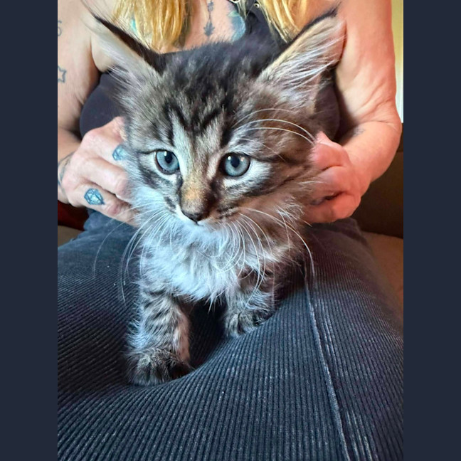 Photo of Wasabi
