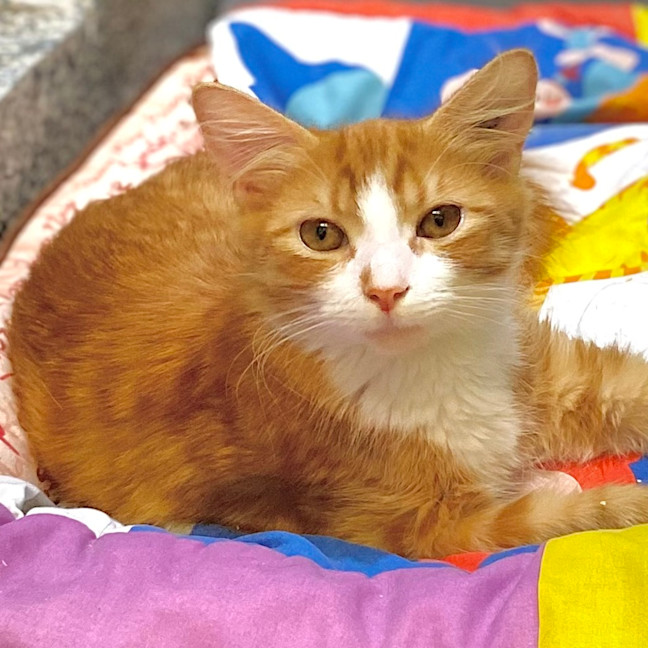 Photo of Simba