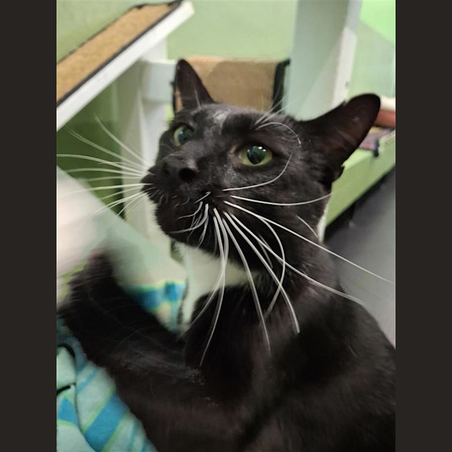 Photo of Maverick