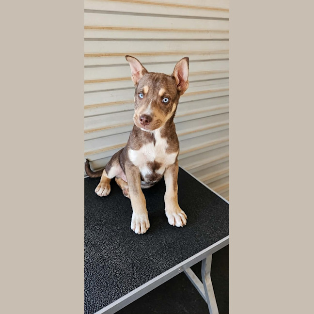 Photo of Donut