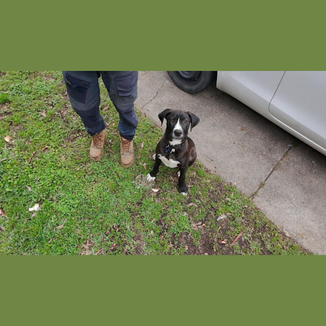 Photo of Nero   3 Month Old Great Dane X (Trial)