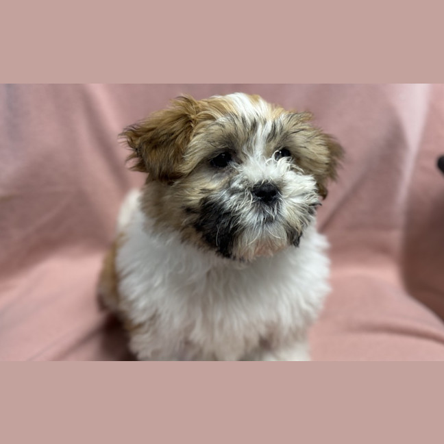 Photo of Tootie