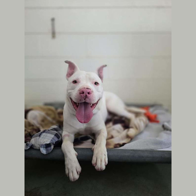 Photo of Casper