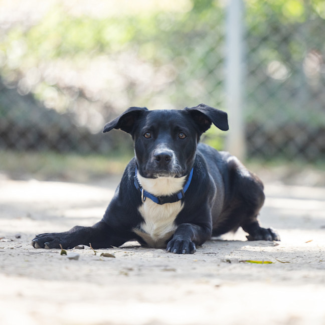 Photo of Bluey 
