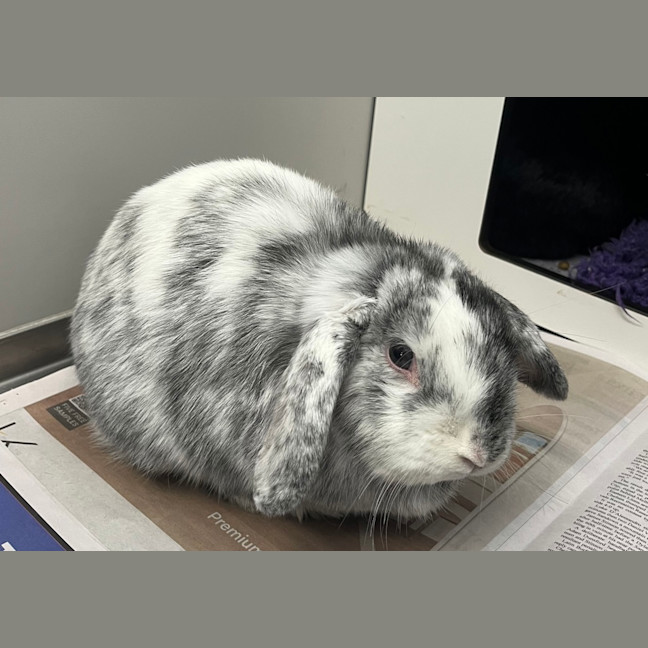 Photo of Tommy (Bonded To Saoirsey)
