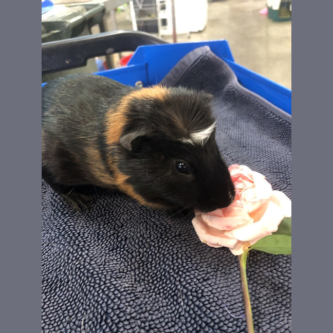 Photo of Theodore (Bonded To Terrence 