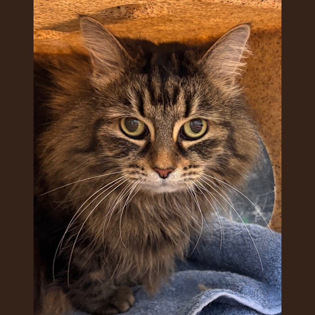 Photo of Lyria