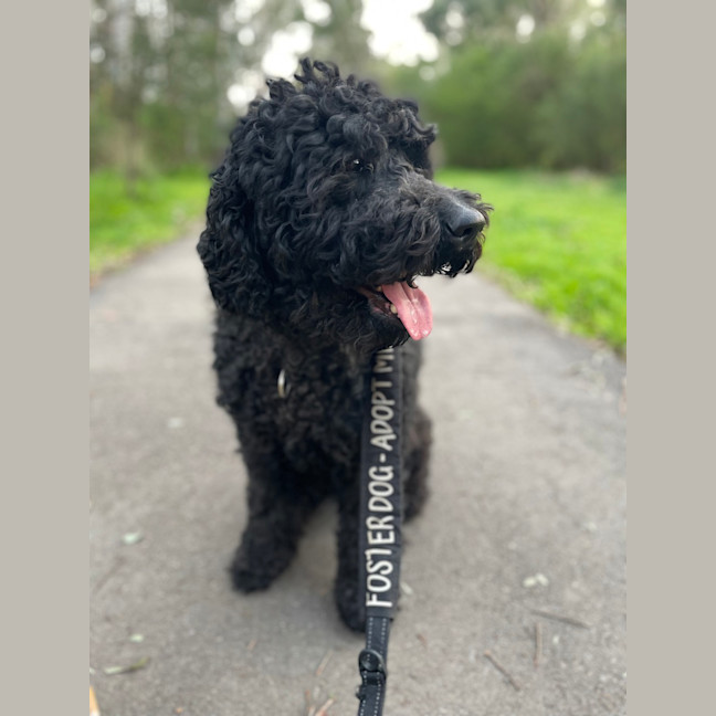 Photo of Bella