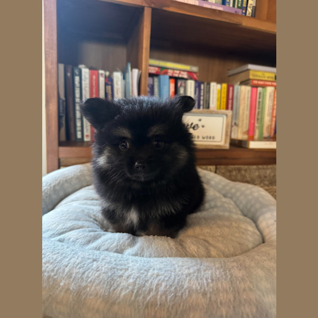 Photo of Henry