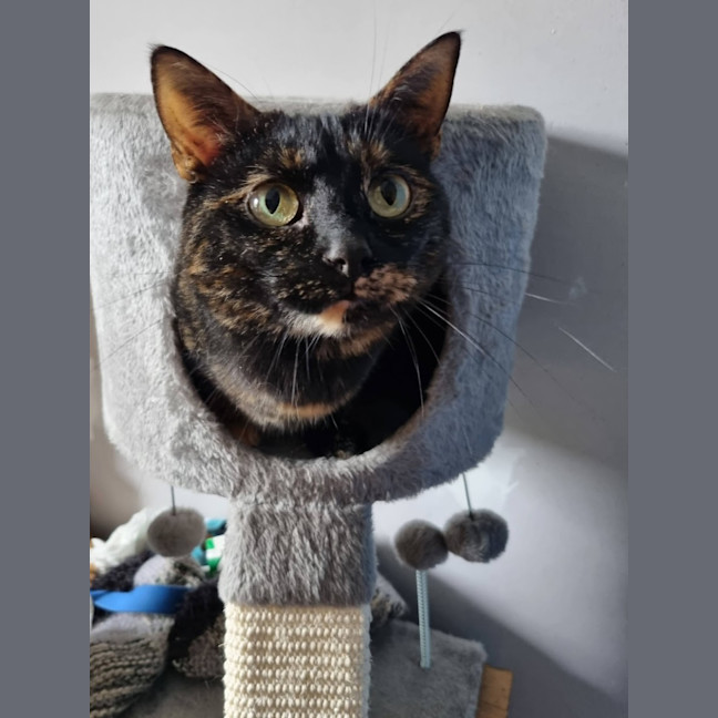 Photo of Bonnie