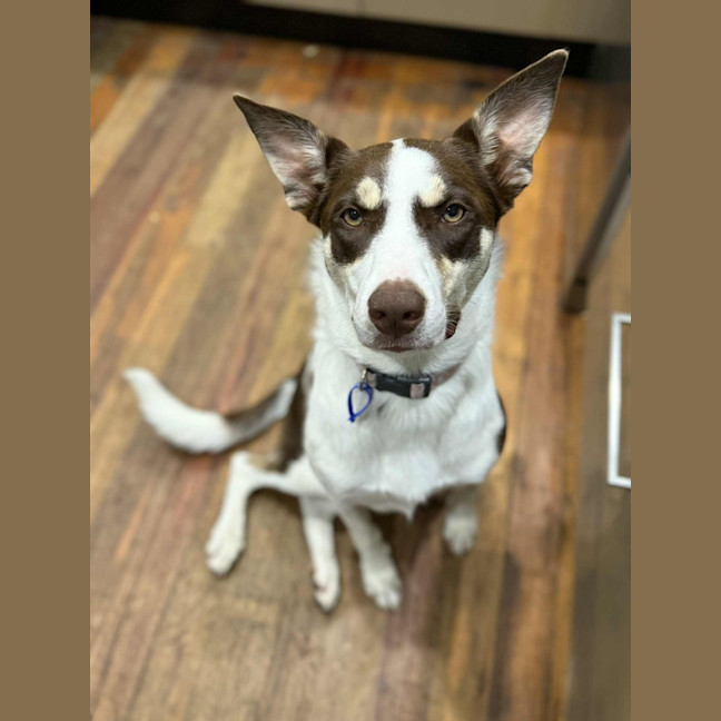 Photo of Rigby   11 Month Old Kelpie