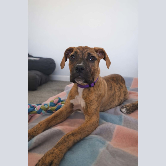 Photo of Rhonda Rousey (68346)