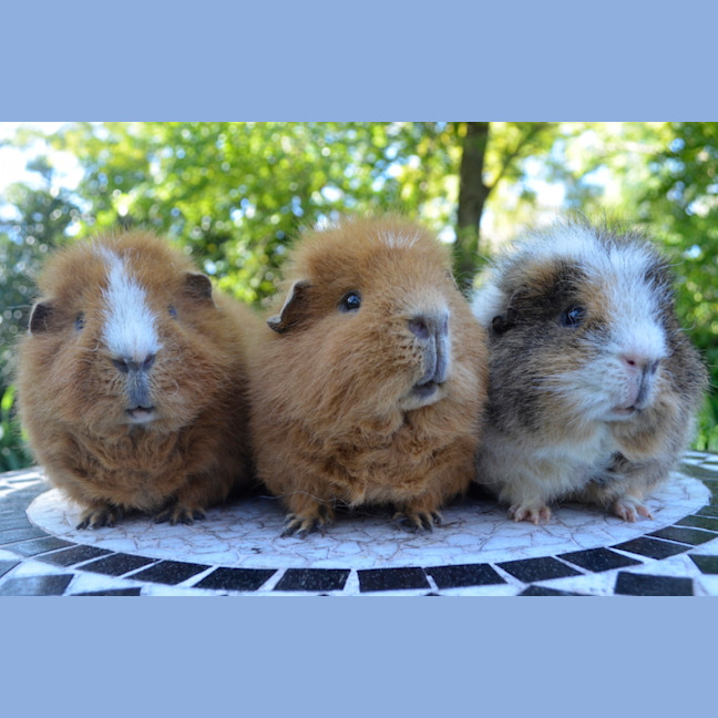 Photo of Rusty, Pumpkin And Scooter