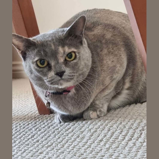Photo of Sapphire