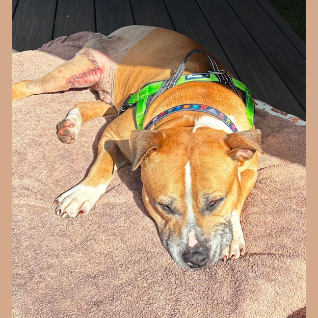 Photo of Coco