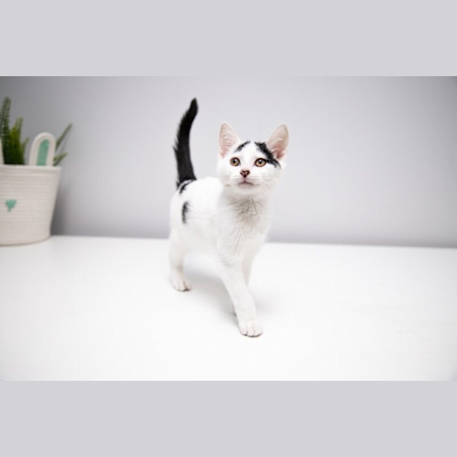 Photo of Cupid