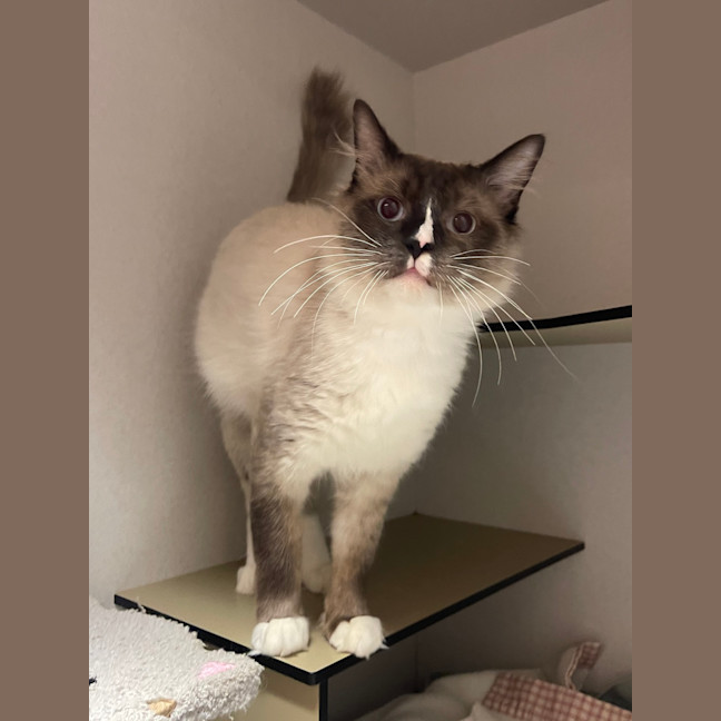 Photo of Maurice
