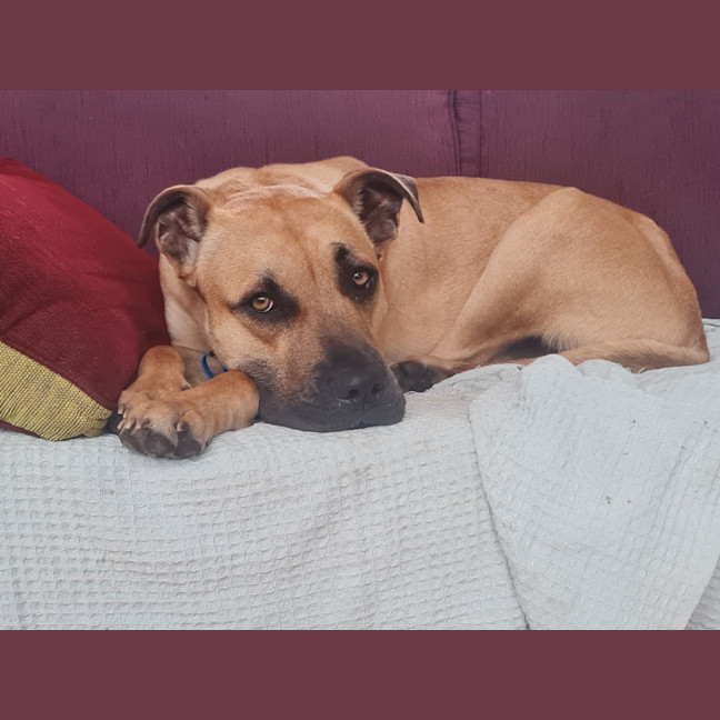 Photo of Maverick
