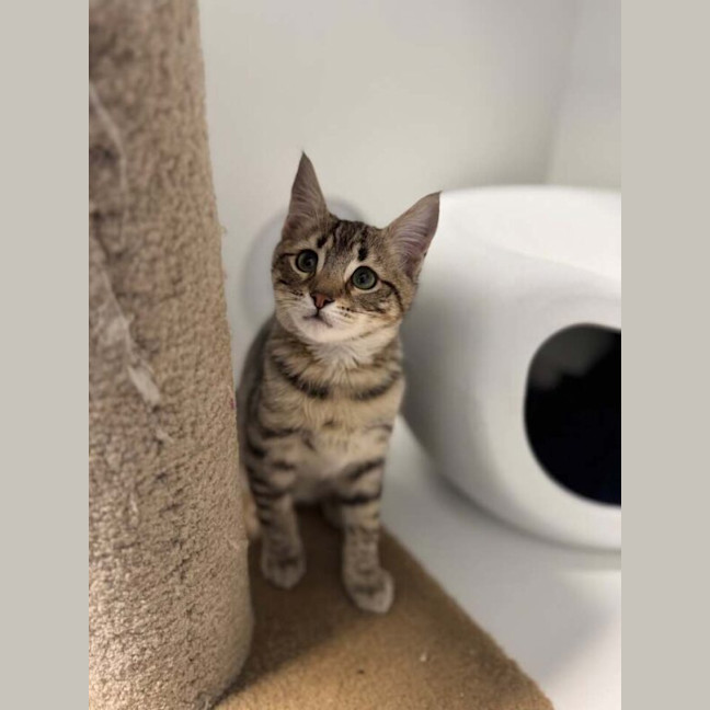 Photo of Tez Nee Sammy