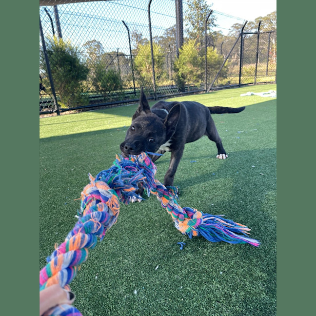 Photo of Shishka Imp 1696