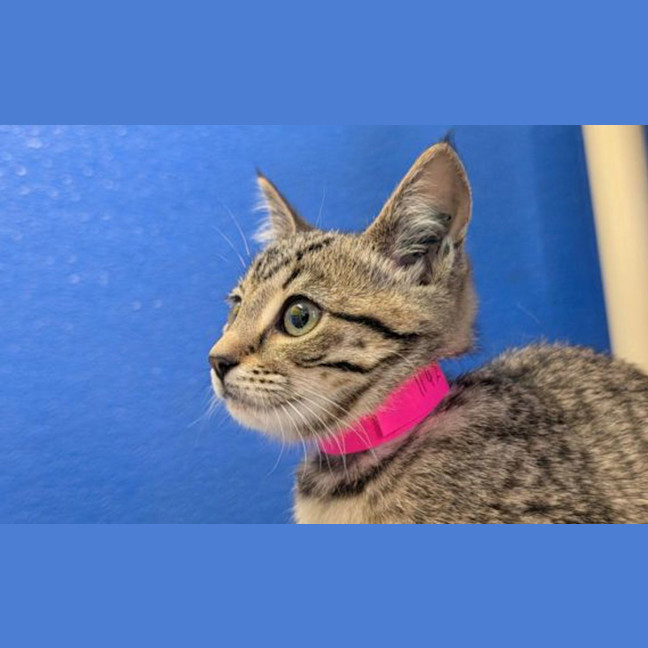 Photo of Pepper