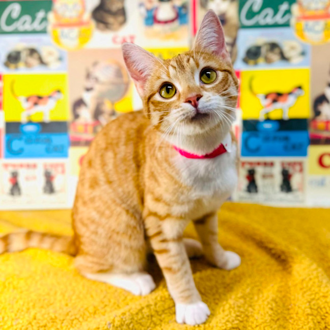 Photo of Fudge   Located In Preston 