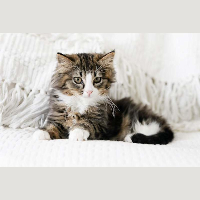 Photo of Taco