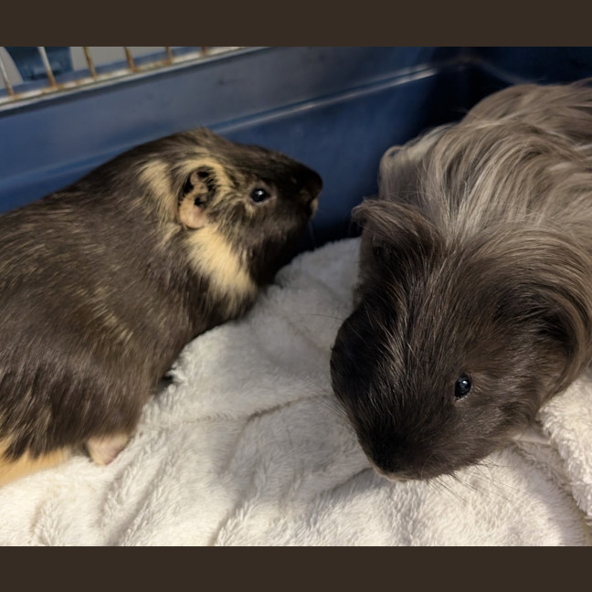 Photo of Ping & Pong