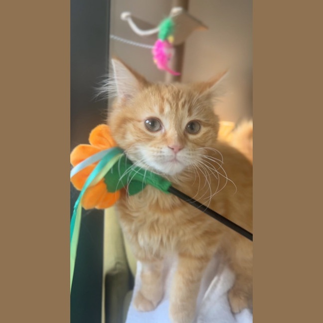 Photo of Princess Peach   Located In Kensington