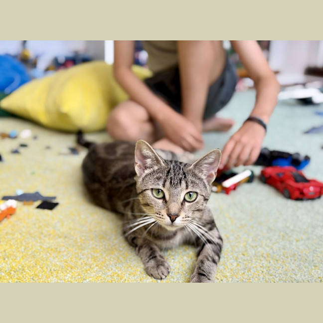 Photo of Luna *9 Lives Project Rescue*