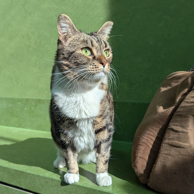 Photo of Nigiri