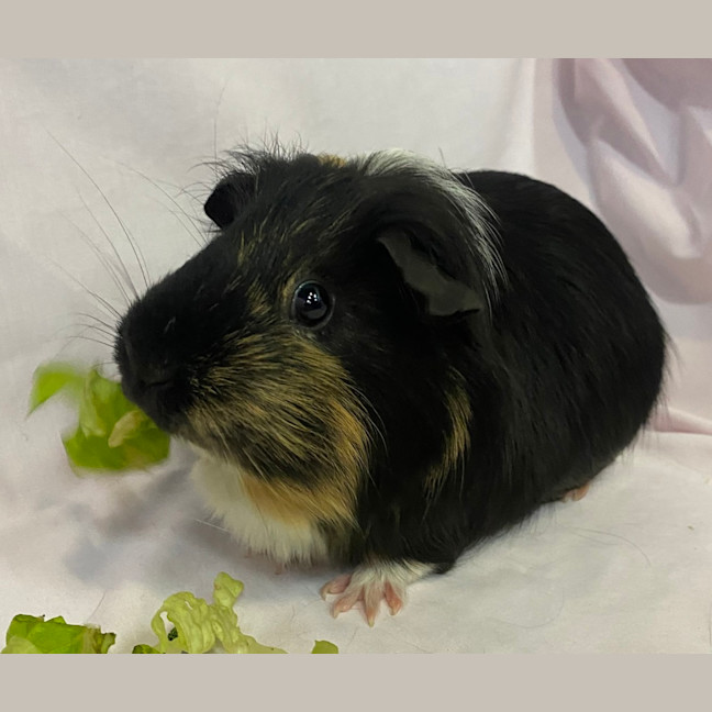 Photo of Choy Sum (Bonded With Bok Choy)