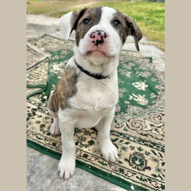 Photo of Nibbler