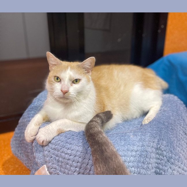 Photo of Simba