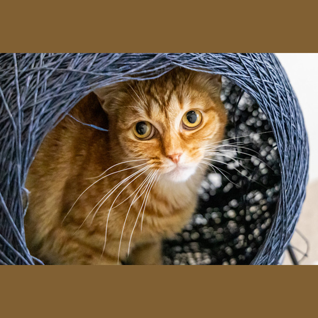 Photo of Doris The Librarian