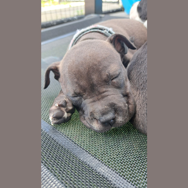 Photo of D1105 Harriet